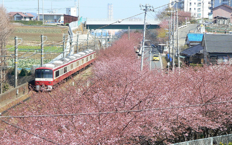 京急電鉄三浦海岸駅から三崎口駅まで区間の河津桜