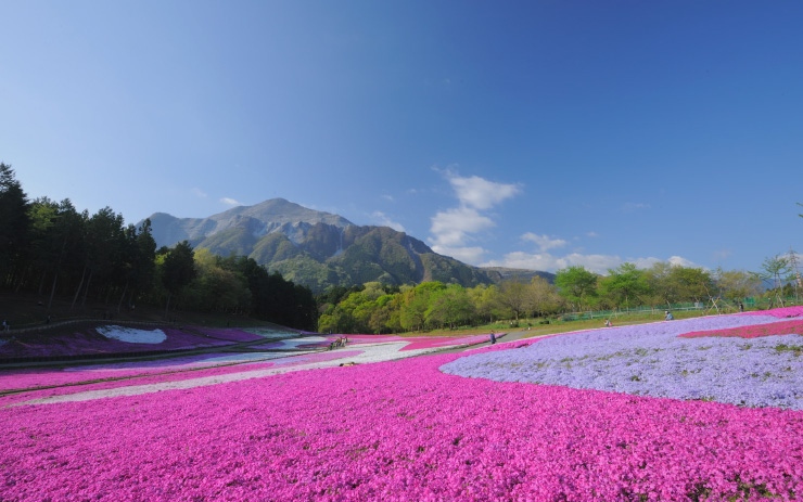西武鉄道秩父駅陽山公園の芝桜