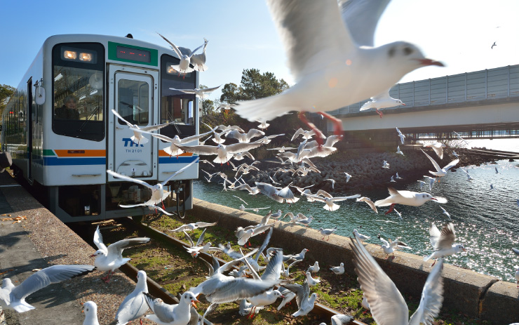 天浜線とユリカモメの群れ