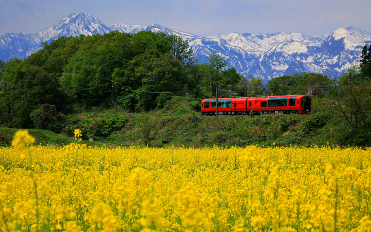 春の藤澤-妙高の菜の花畑