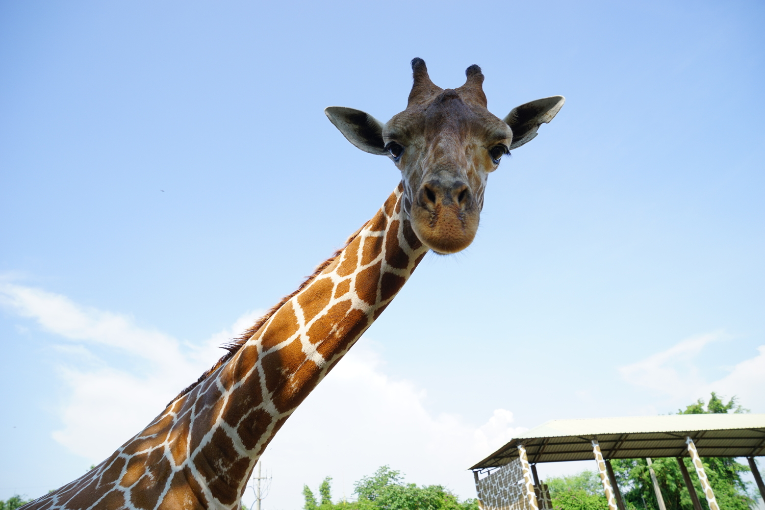 台南頑皮世界野生動物園門票 